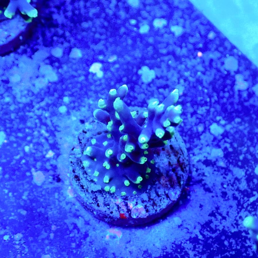 サンゴ,フラグサンゴ | CENTRAL CORAL