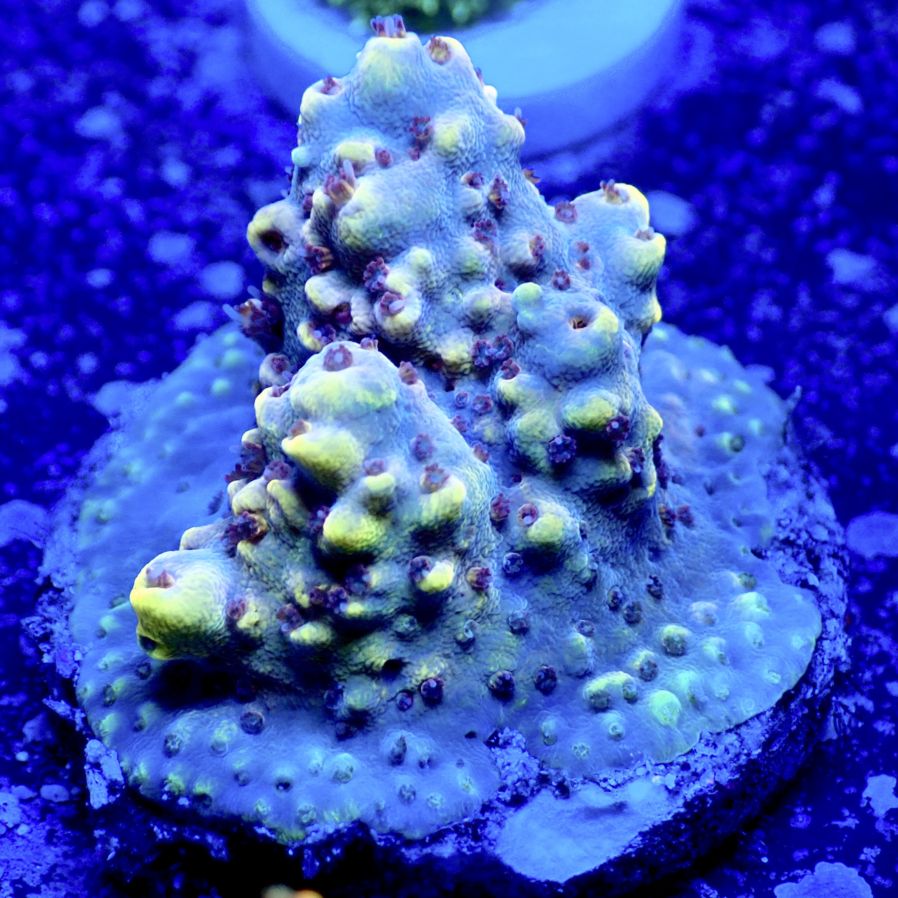 サンゴ,ミドリイシ | CENTRAL CORAL