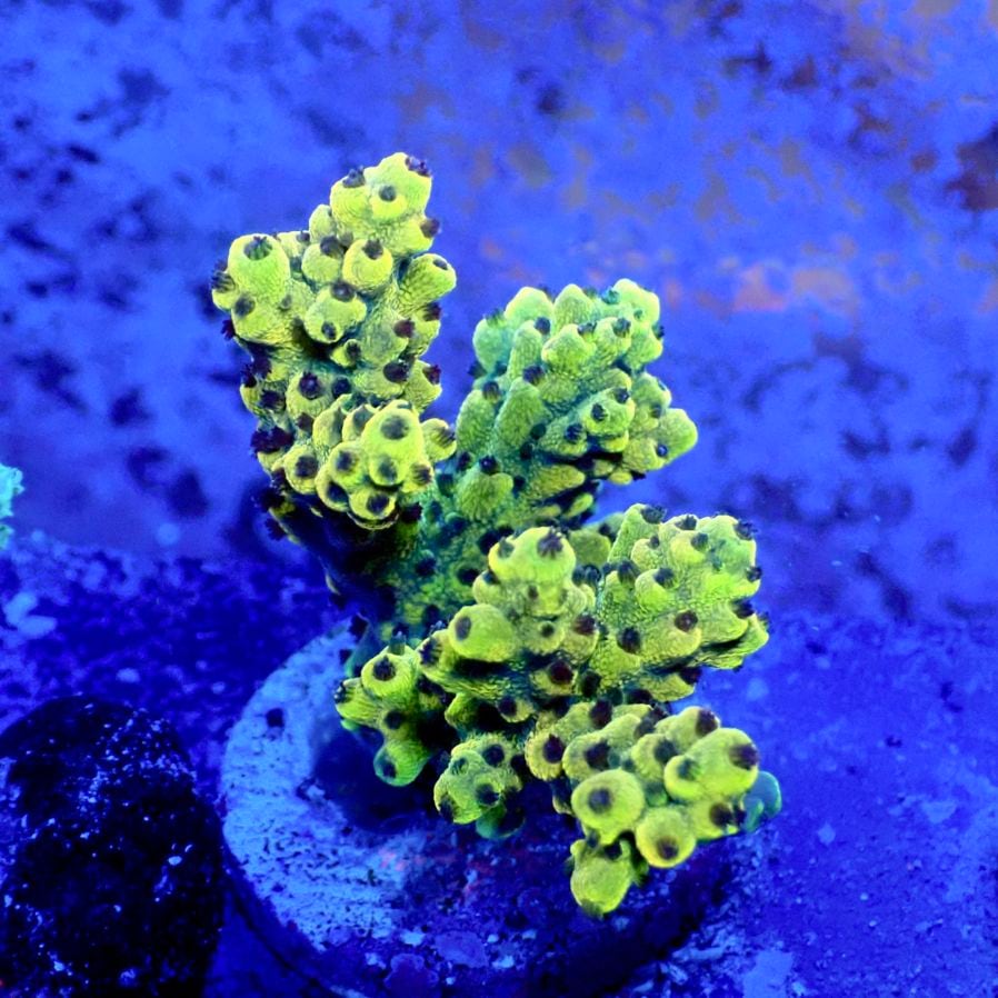 サンゴ,フラグサンゴ | CENTRAL CORAL