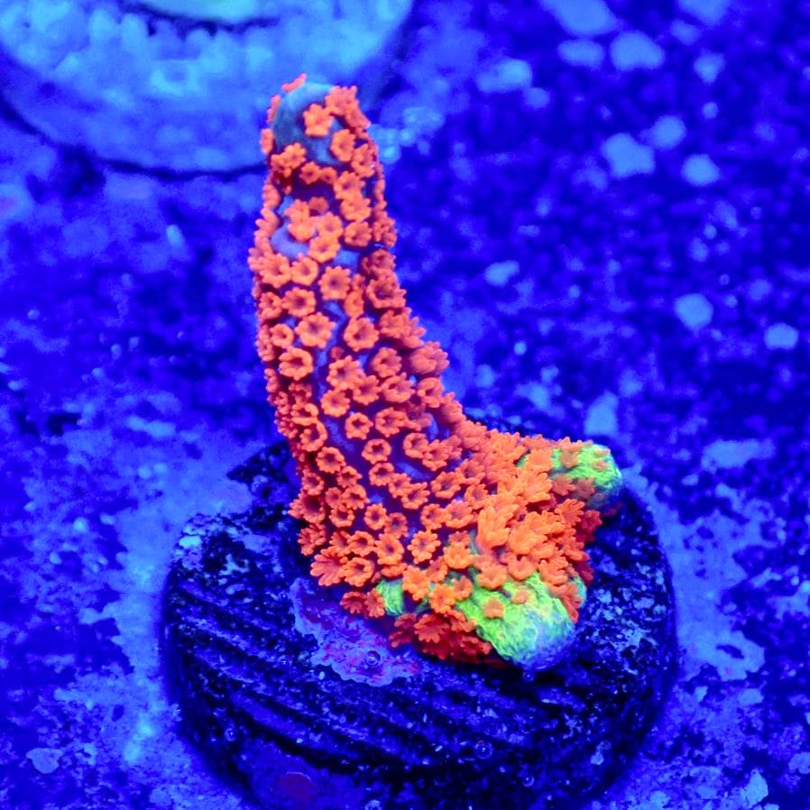 サンゴ,SPS | CENTRAL CORAL