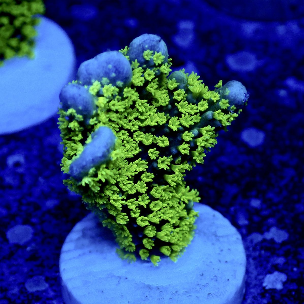 サンゴ サンゴ,SPS,コモンサンゴ | CENTRAL CORAL