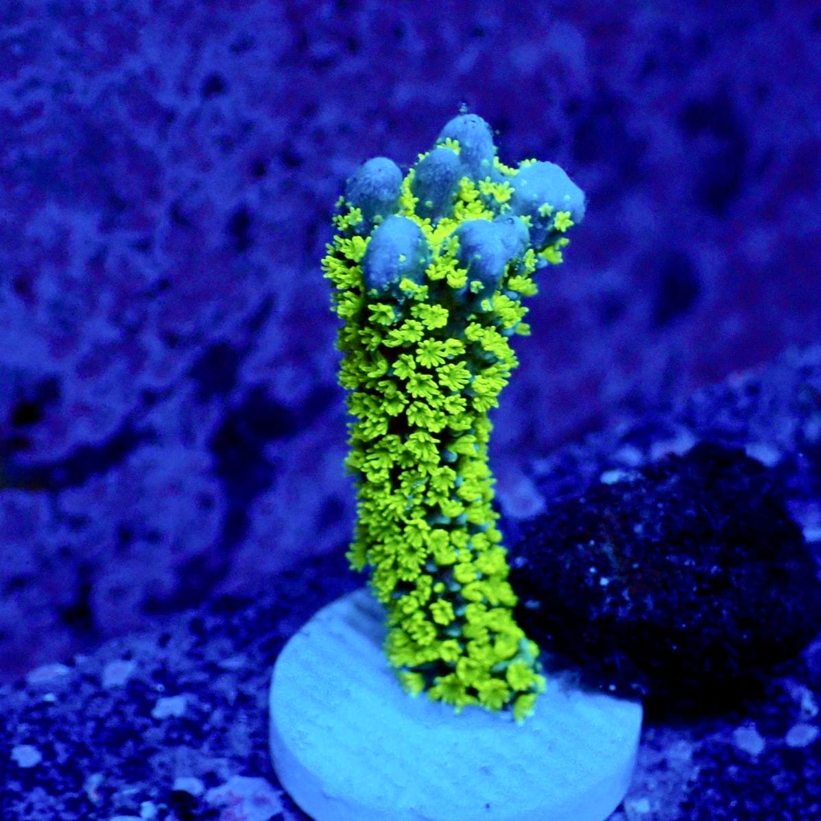 サンゴ,SPS | CENTRAL CORAL