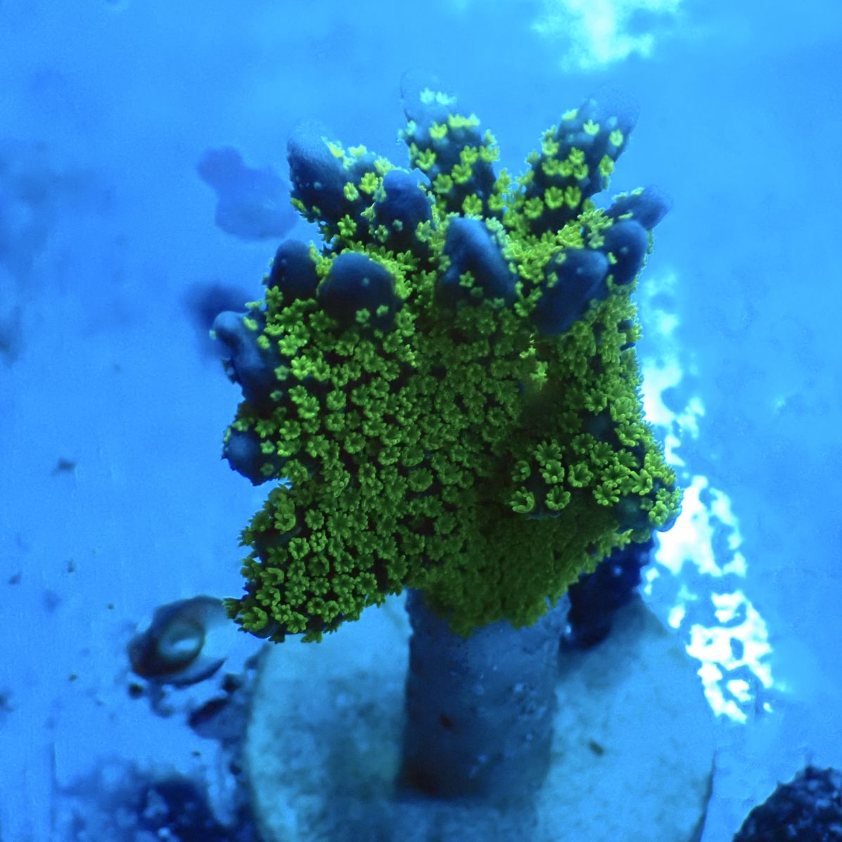 サンゴ,SPS | CENTRAL CORAL