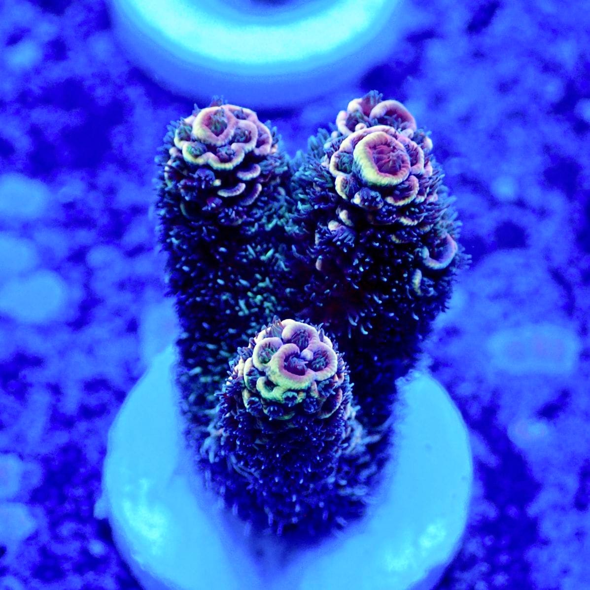 サンゴ サンゴ,フラグサンゴ | CENTRAL CORAL