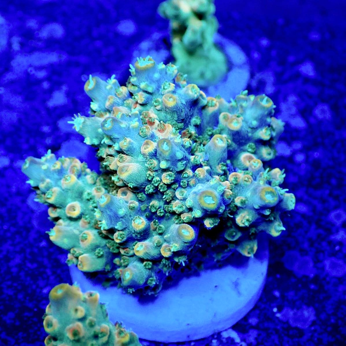サンゴ サンゴ,フラグサンゴ | CENTRAL CORAL