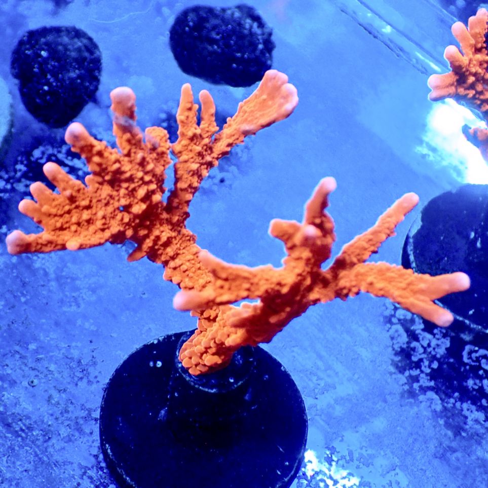 Manila Spy Montipora 】レッドメデューサ 現物 | サンゴ,SPS,コモン 