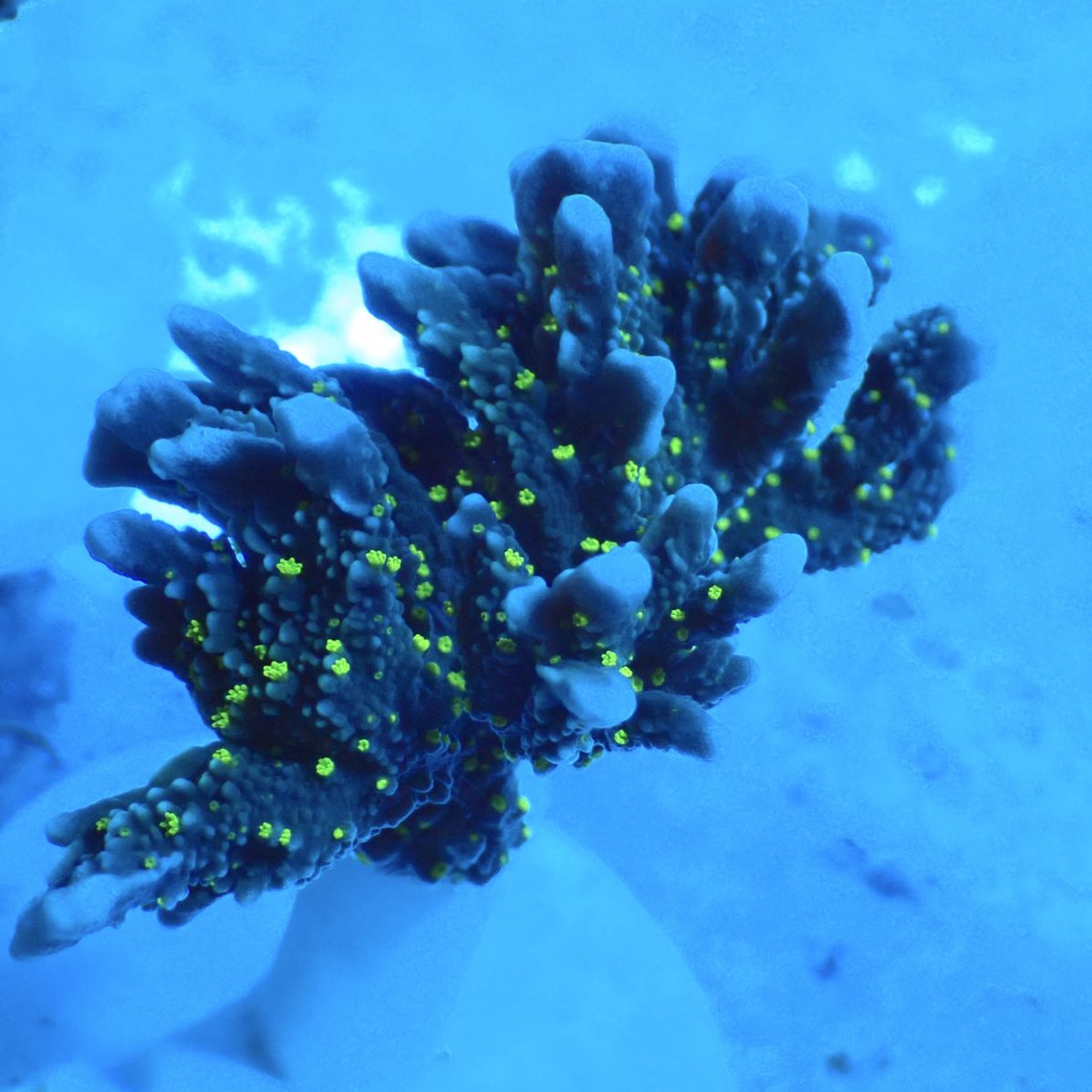 サンゴ,SPS | CENTRAL CORAL