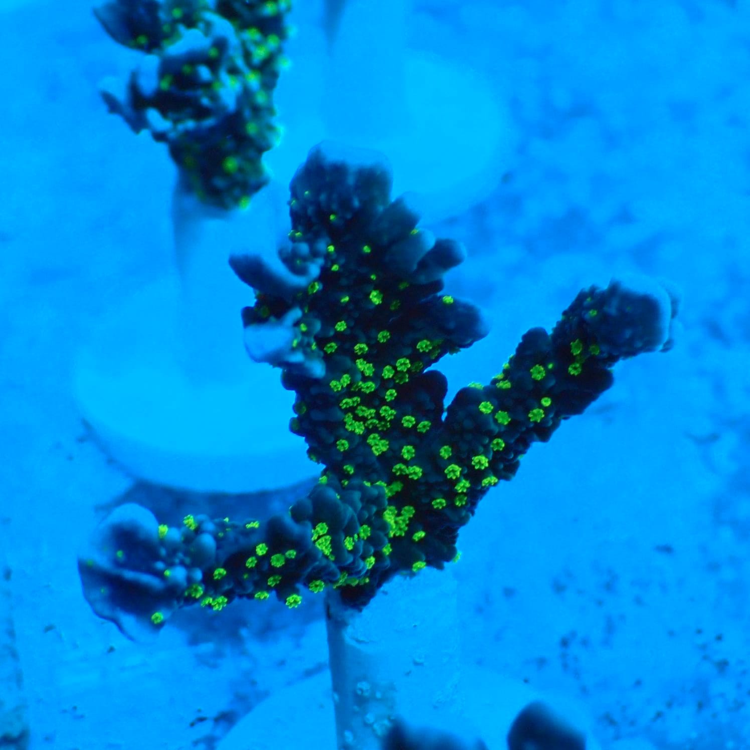 サンゴ,SPS | CENTRAL CORAL