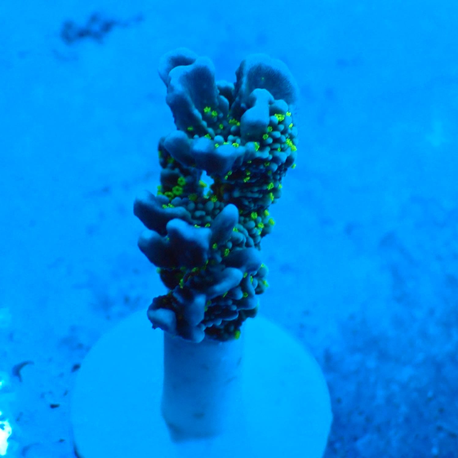 サンゴ,SPS,コモンサンゴ | CENTRAL CORAL