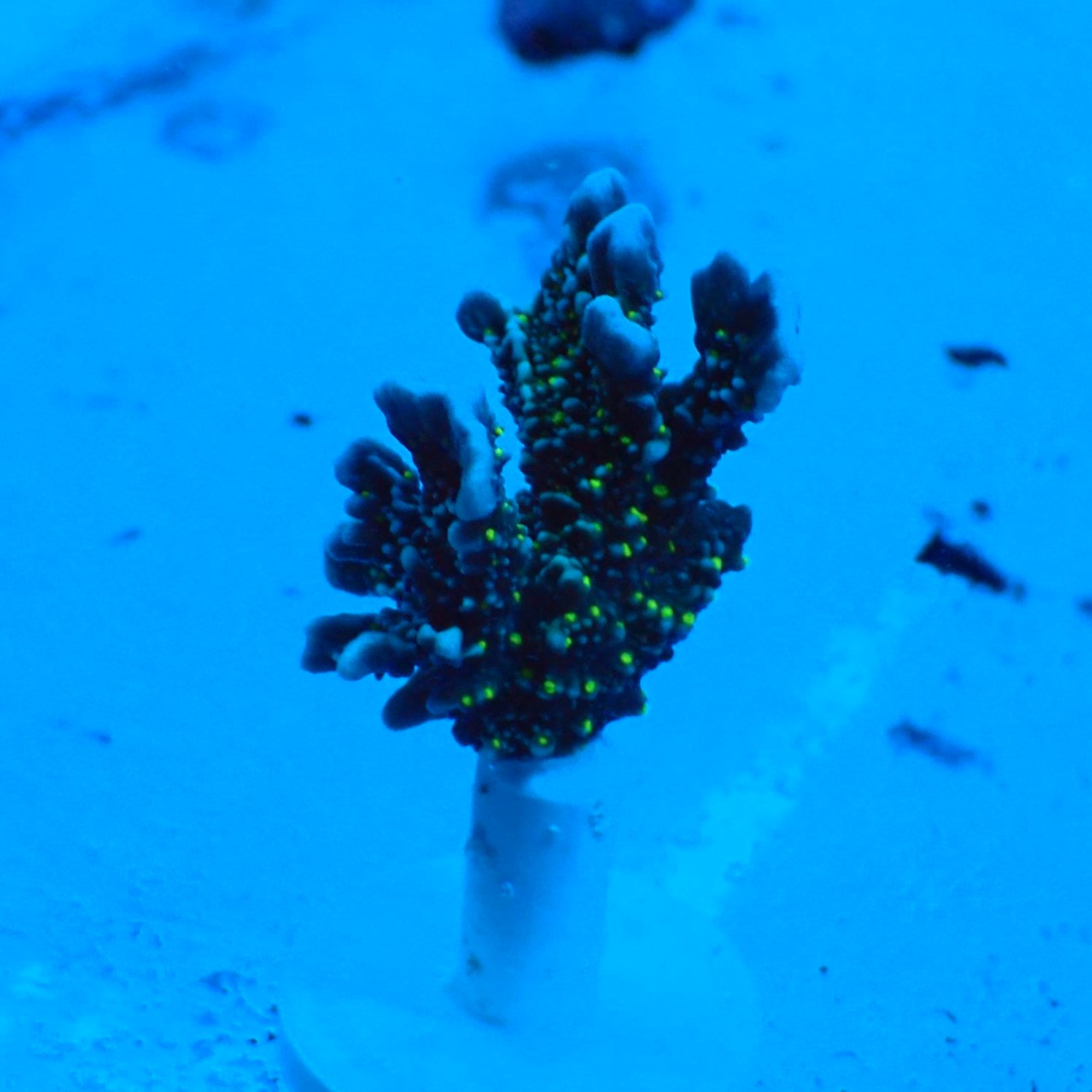 サンゴ,SPS | CENTRAL CORAL