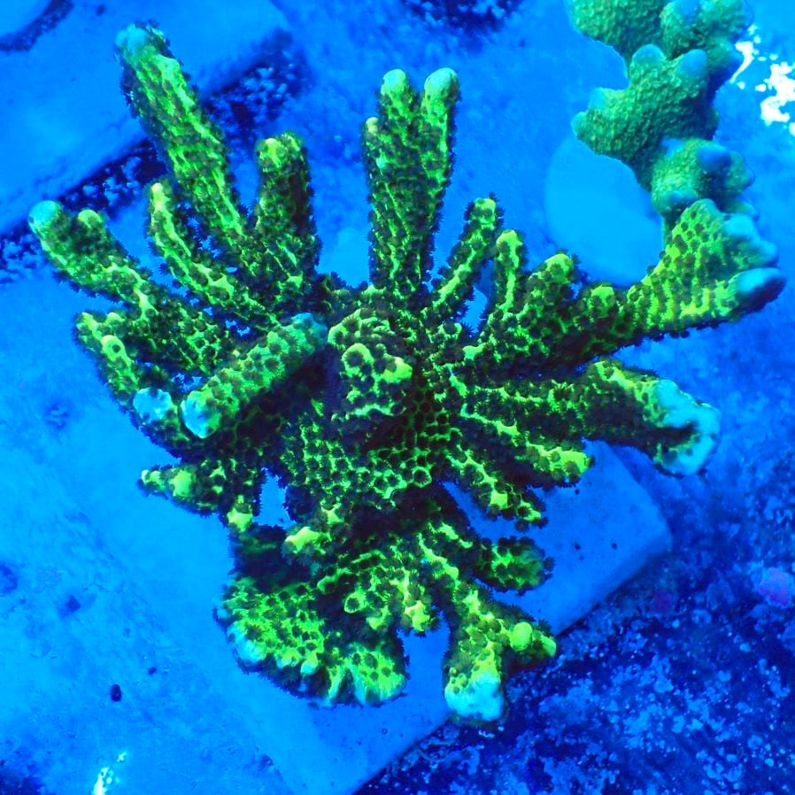 サンゴ,SPS,コモンサンゴ | CENTRAL CORAL