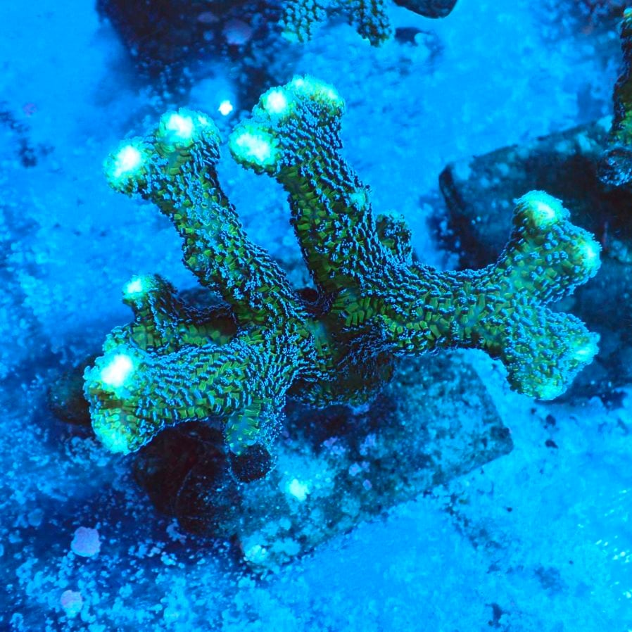 サンゴ,フラグサンゴ | CENTRAL CORAL