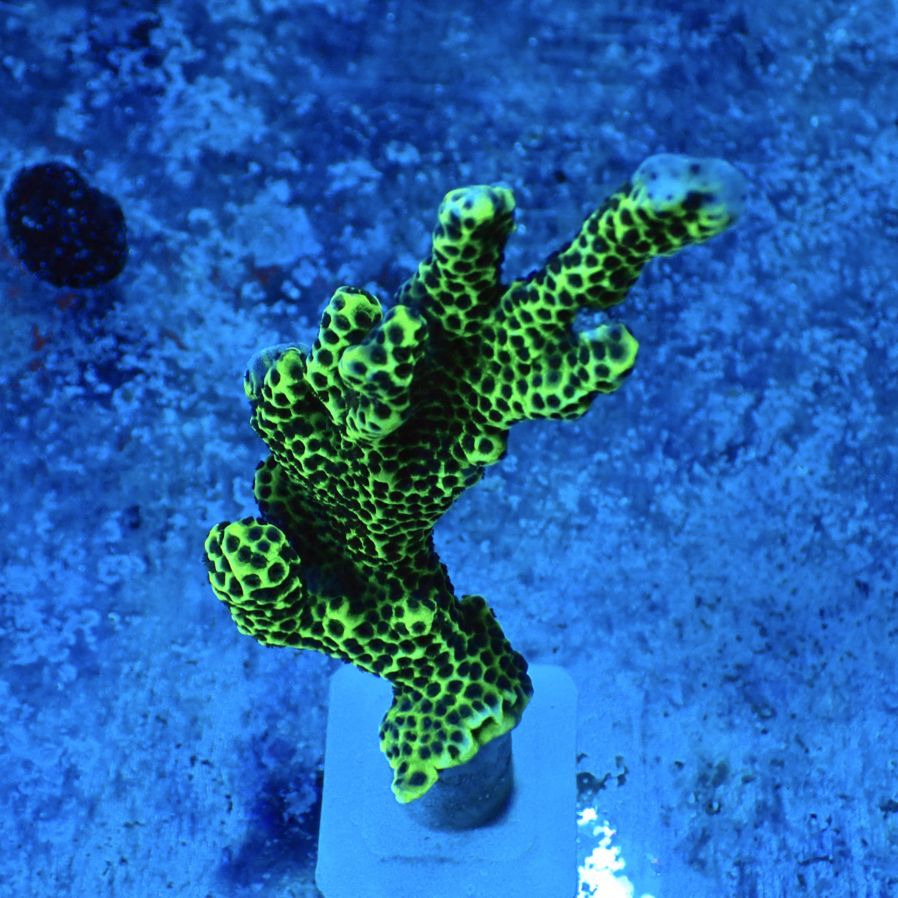 サンゴ,フラグサンゴ | CENTRAL CORAL