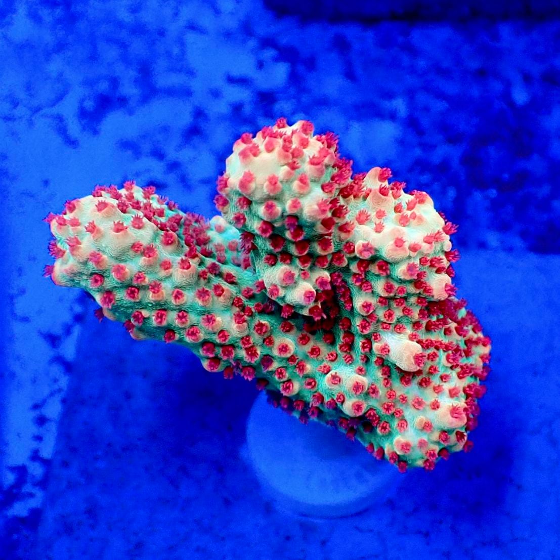 CC Premium SSC 】ミドリイシ 現物 | サンゴ,ミドリイシ | CENTRAL CORAL
