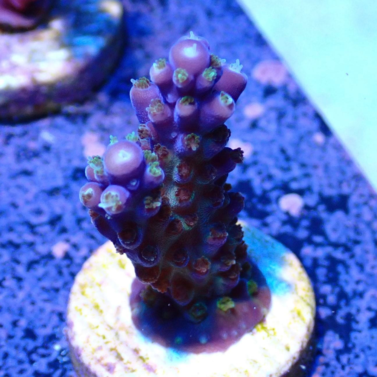 サンゴ,フラグサンゴ,ミドリイシ | CENTRAL CORAL
