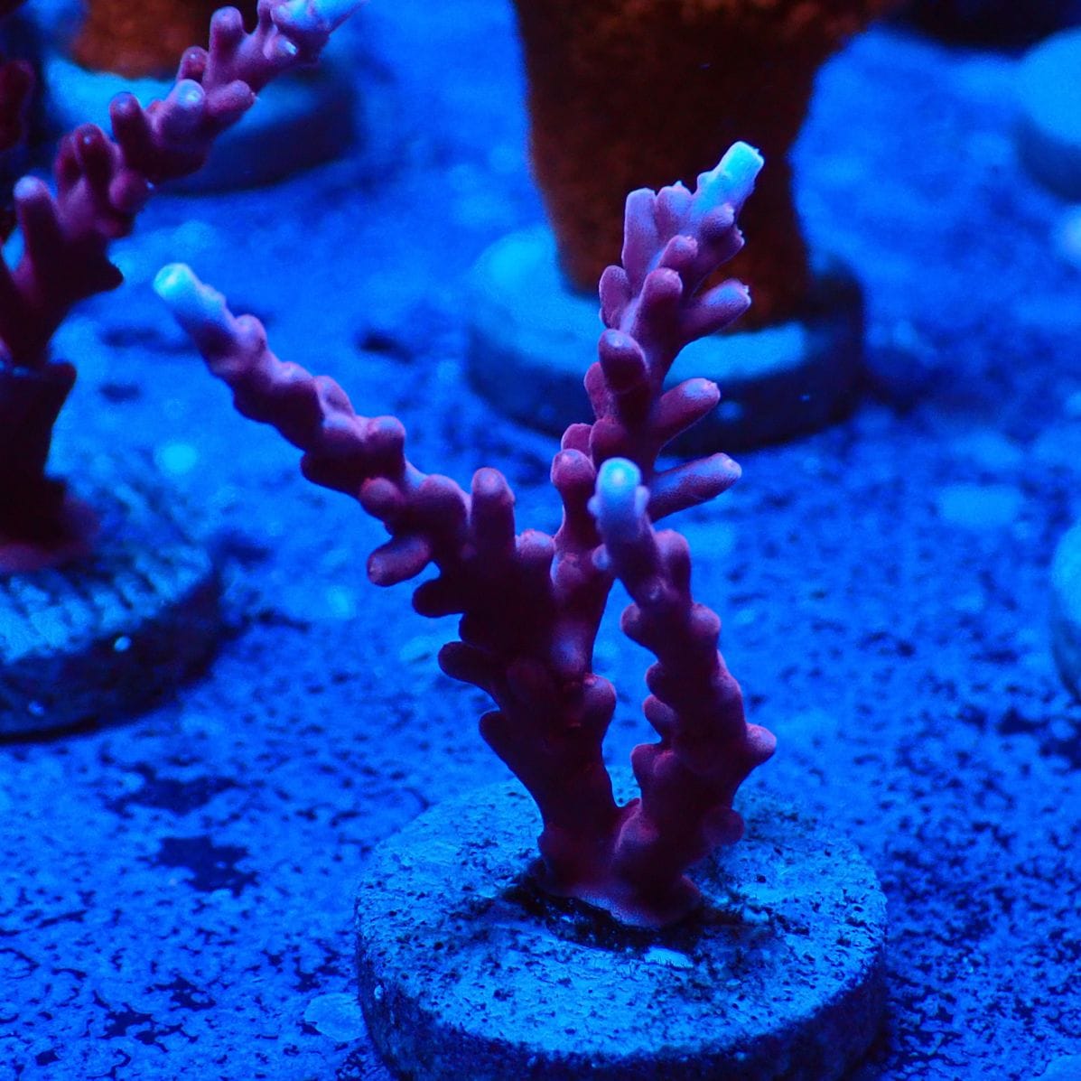 サンゴ,フラグサンゴ,ミドリイシ | CENTRAL CORAL