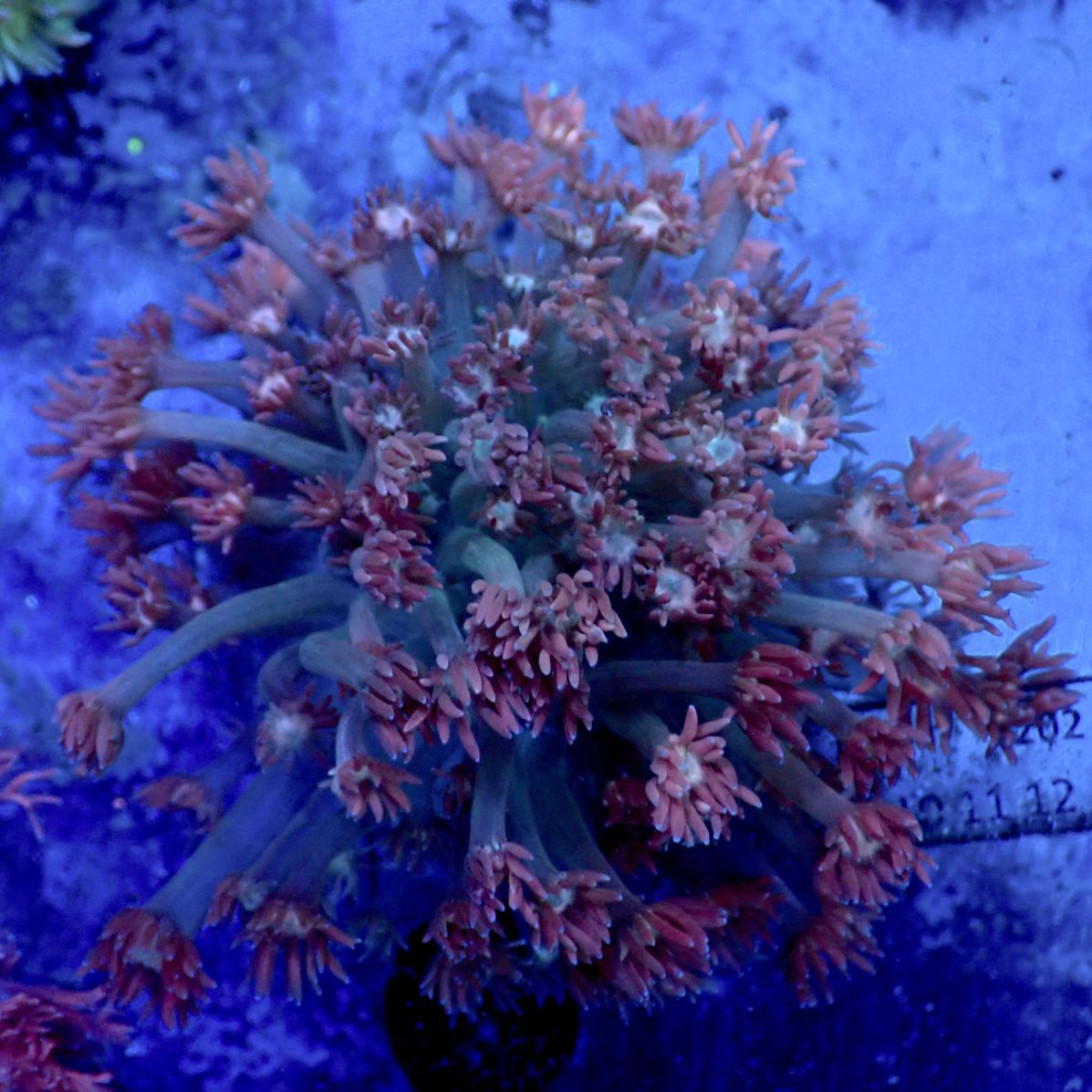 サンゴ,LPS,ハナガササンゴ | CENTRAL CORAL