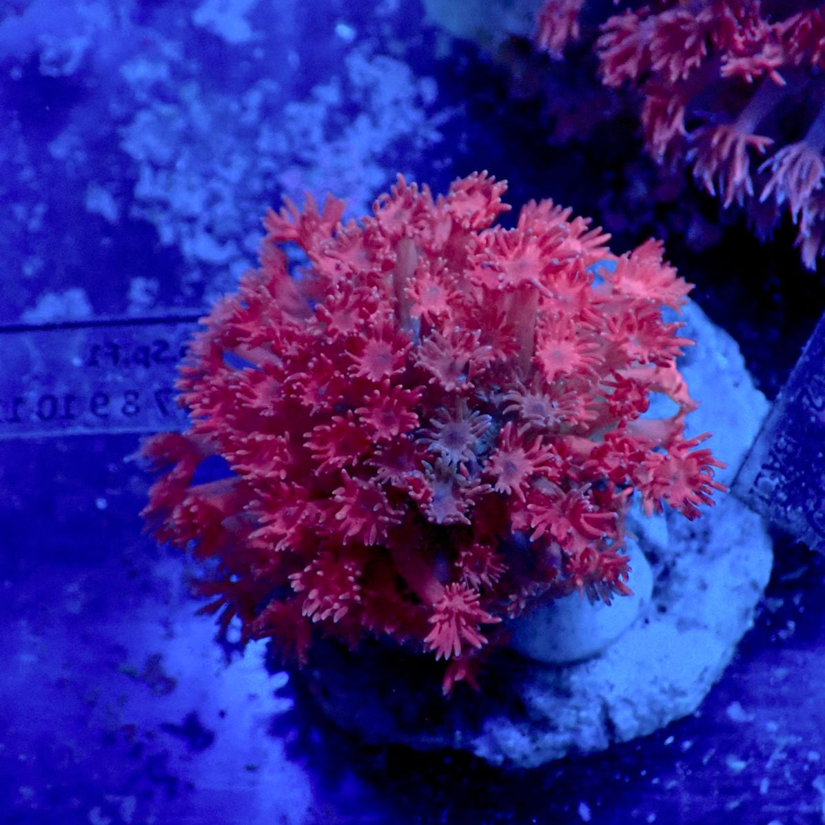 サンゴ,LPS,ハナガササンゴ | CENTRAL CORAL