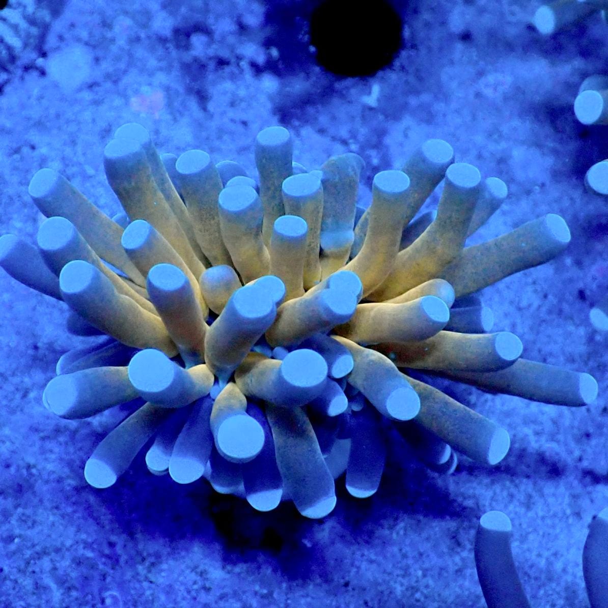 サンゴ,LPS,ハナサンゴ | CENTRAL CORAL