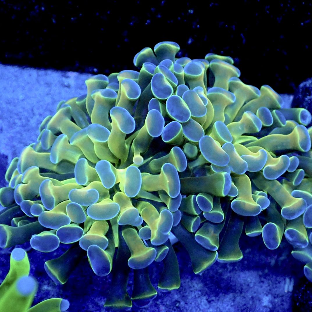 サンゴ,LPS,ナガレハナサンゴ | CENTRAL CORAL