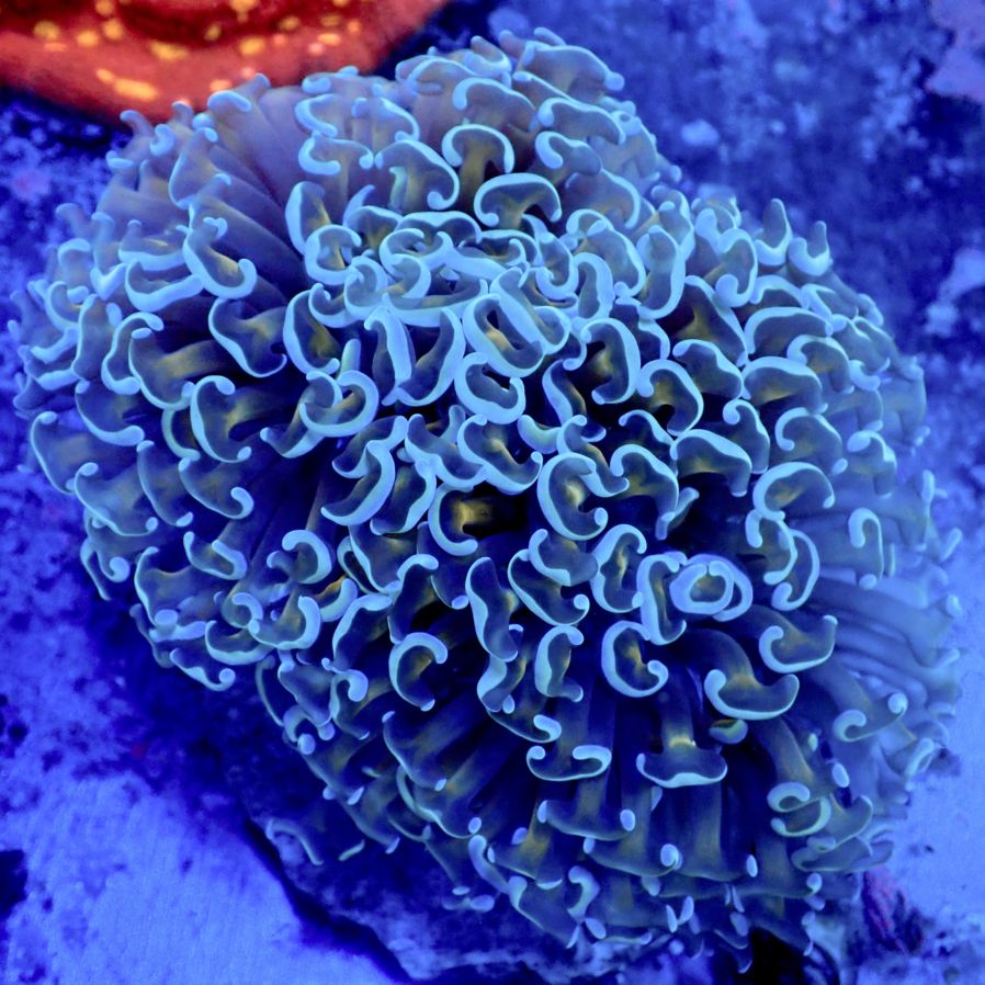 サンゴ,LPS,ナガレハナサンゴ | CENTRAL CORAL