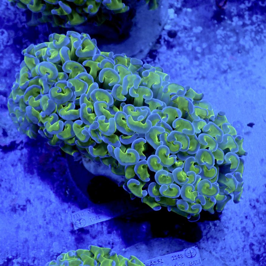 サンゴ,LPS,ナガレハナサンゴ | CENTRAL CORAL