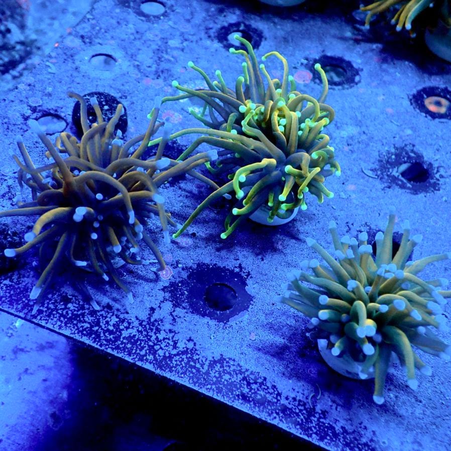 特価サンゴ・海水魚 | CENTRAL CORAL