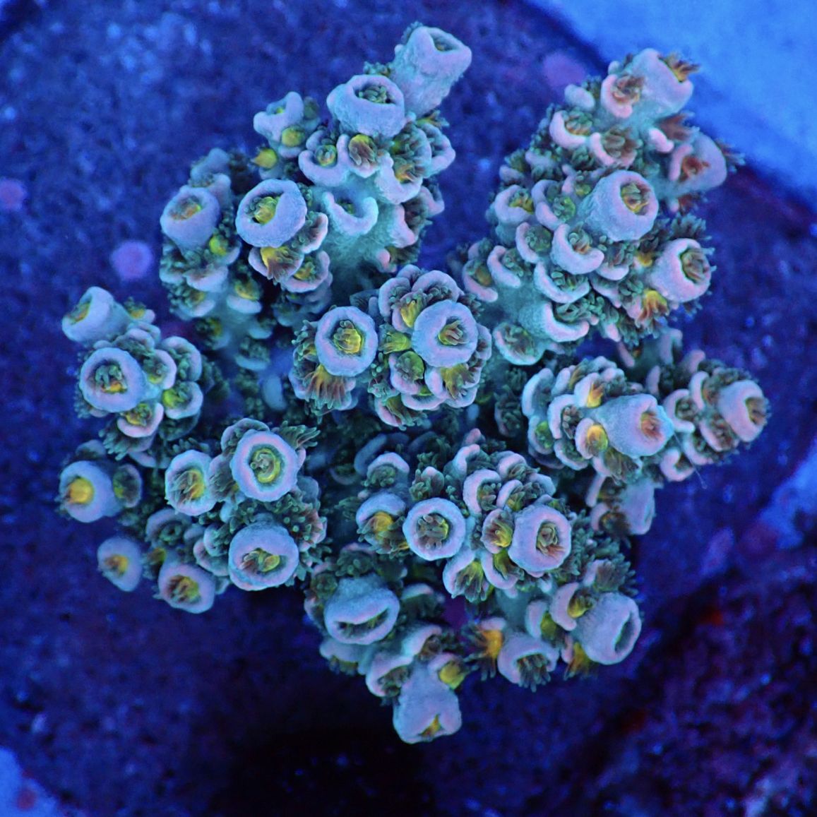 Acropora Tenuis / Rainbow 】ウスエダミドリイシ 現物 | サンゴ 
