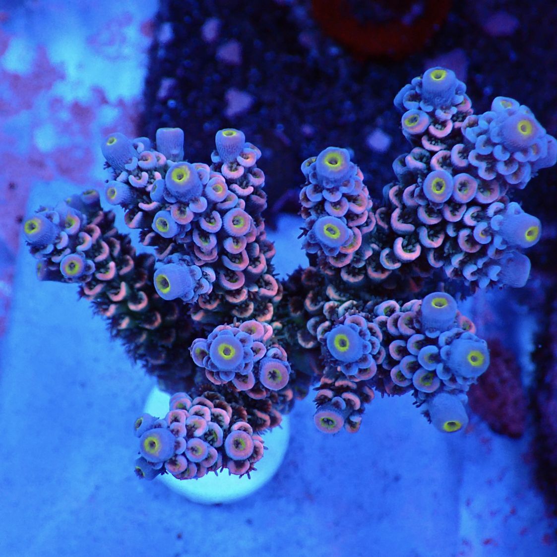 Acropora Tenuis / Rainbow 】ウスエダミドリイシ 現物 | サンゴ