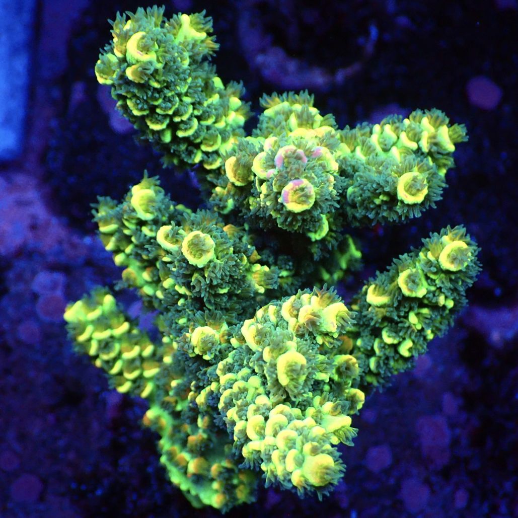 Acropora Vermiculata 】ミドリイシ 現物 | サンゴ,ミドリイシ