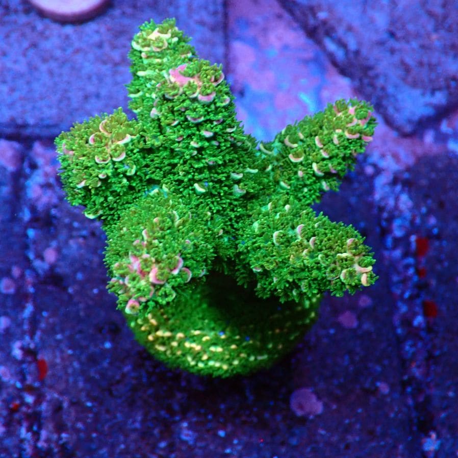 Acropora Robusta 】ヤスリミドリイシ 現物 | サンゴ,ミドリイシ