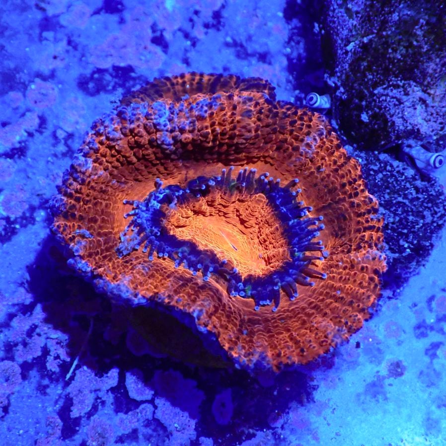 サンゴ,LPS,カクオオトゲキクメイシ | CENTRAL CORAL