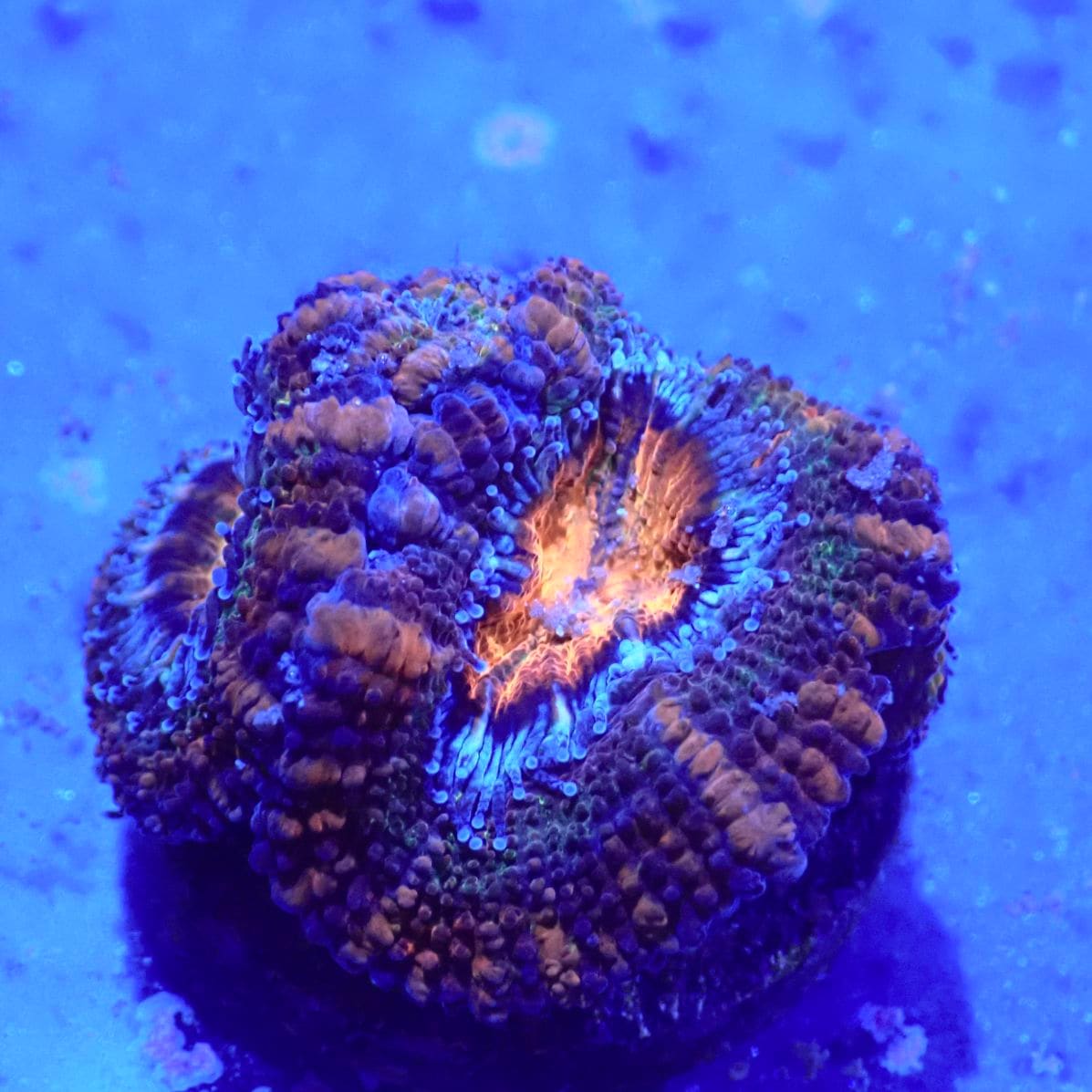 サンゴ,LPS,カクオオトゲキクメイシ | CENTRAL CORAL