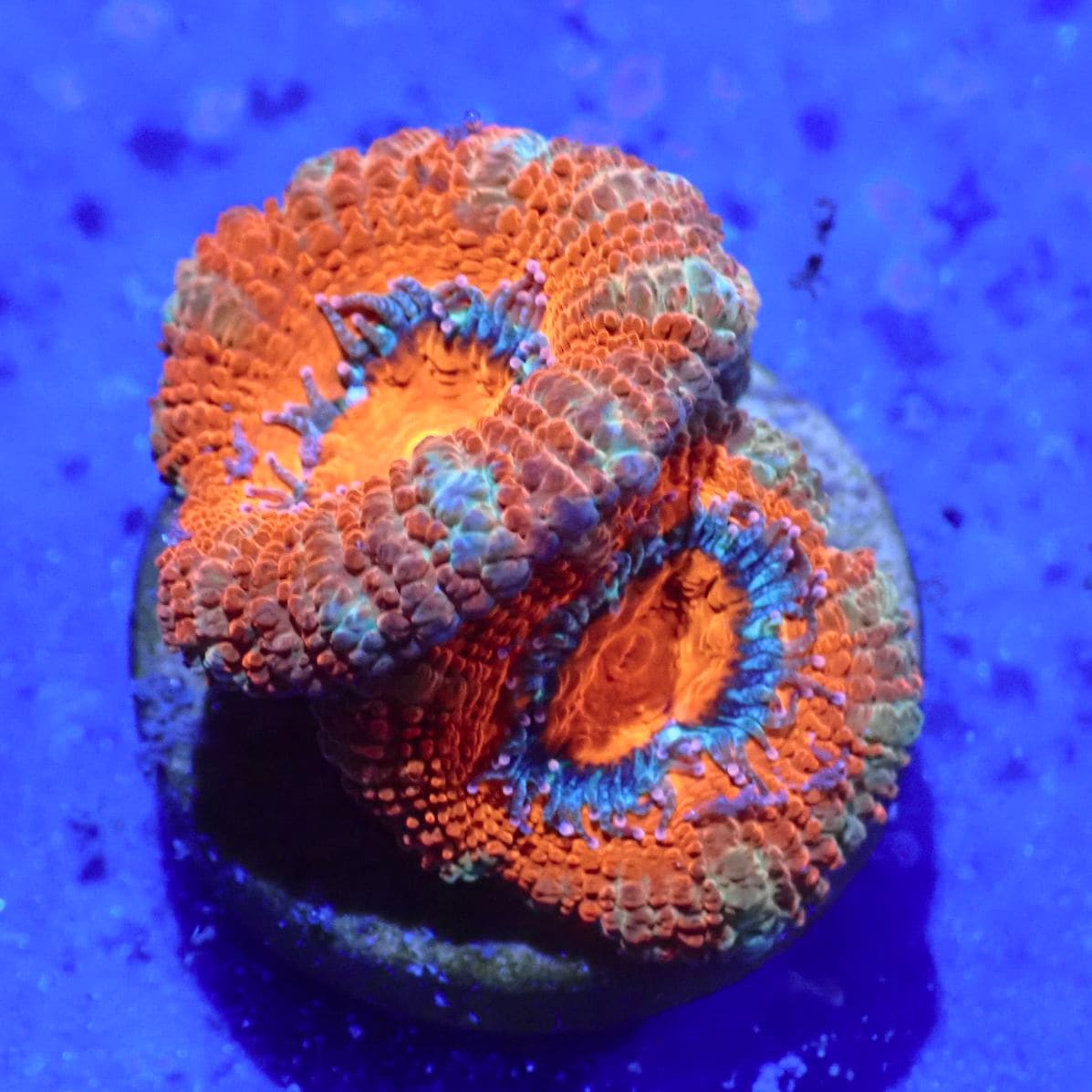 サンゴ,LPS,カクオオトゲキクメイシ | CENTRAL CORAL
