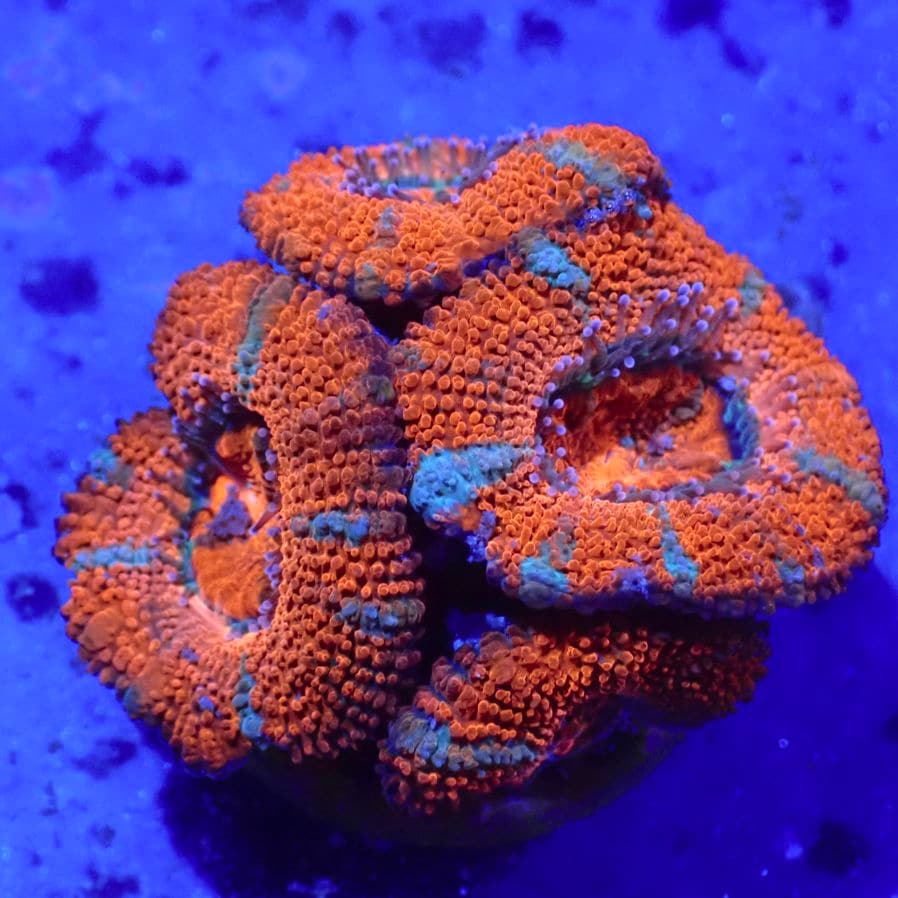 サンゴ,LPS,カクオオトゲキクメイシ | CENTRAL CORAL