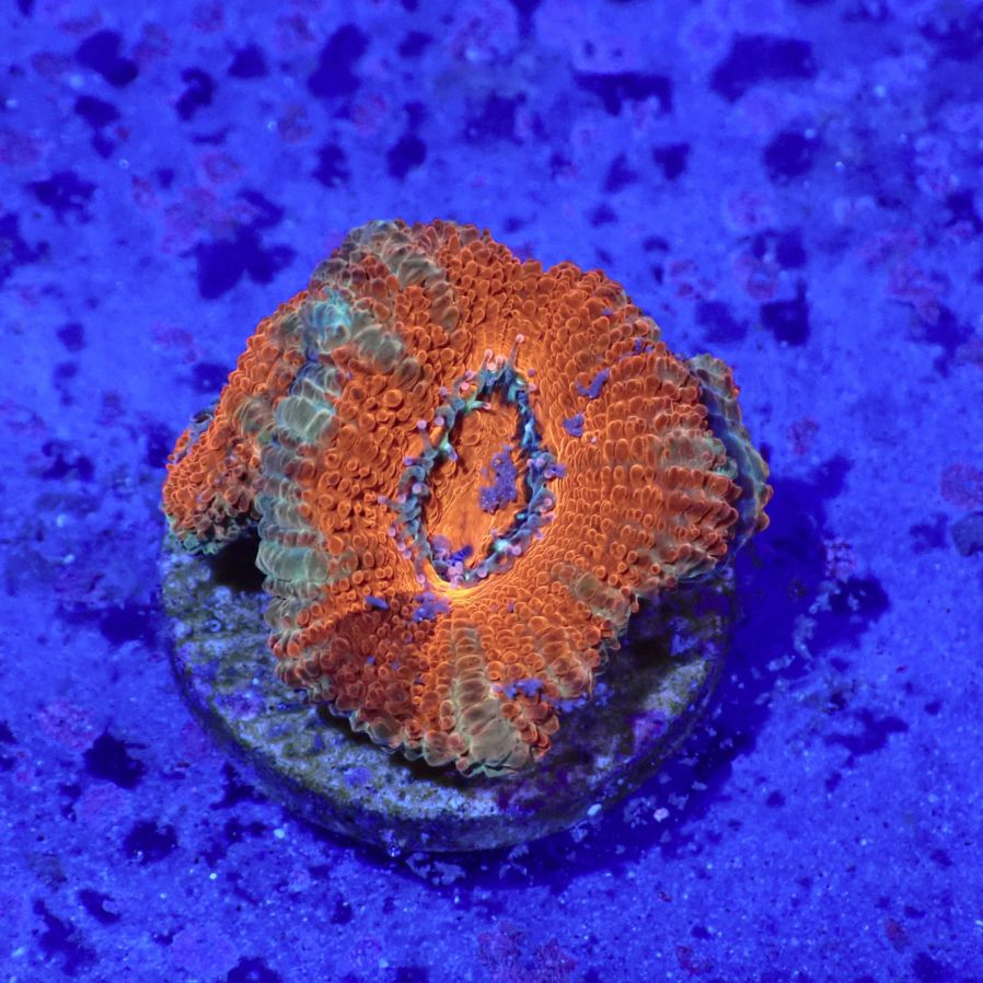 サンゴ,LPS,カクオオトゲキクメイシ | CENTRAL CORAL