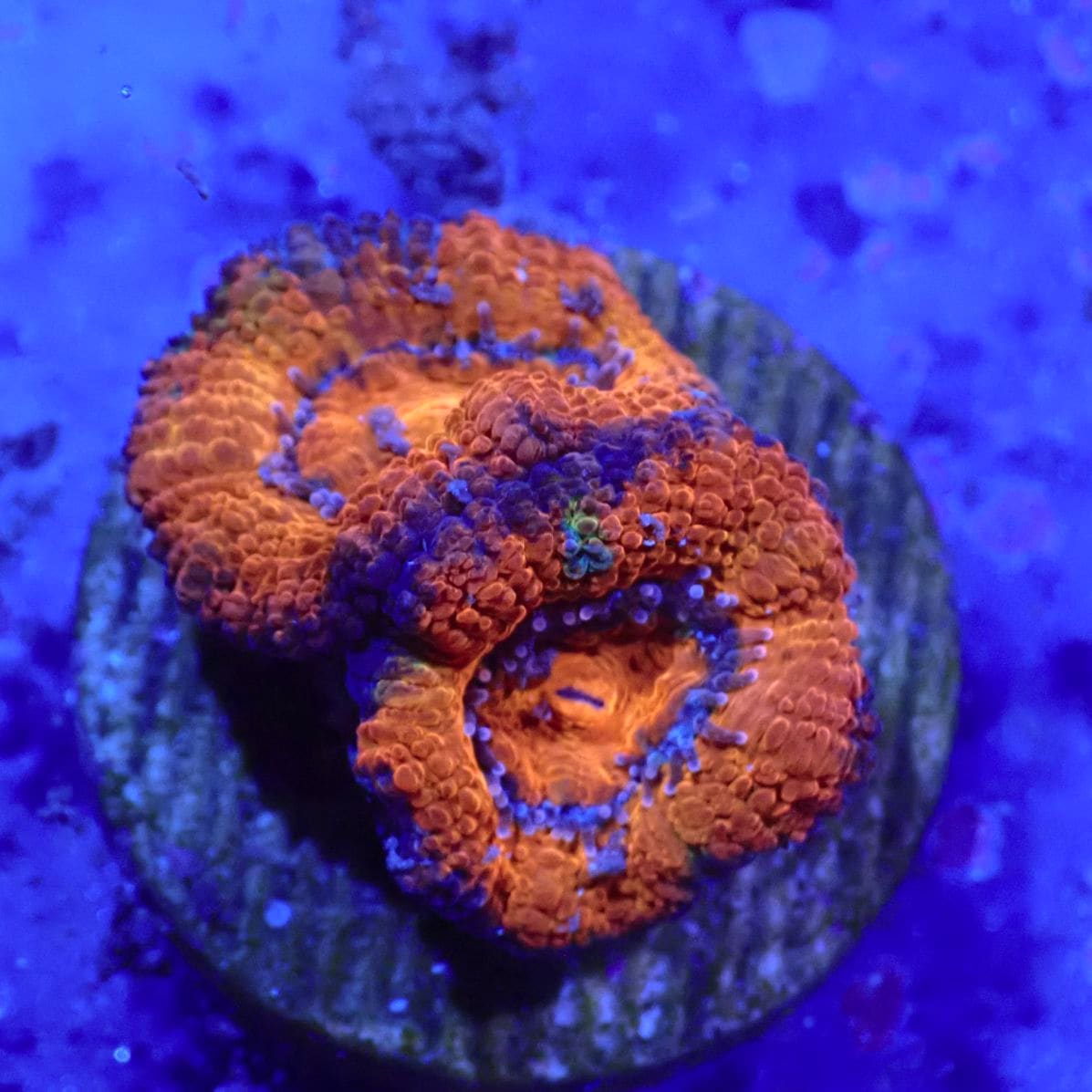 サンゴ,LPS,カクオオトゲキクメイシ | CENTRAL CORAL