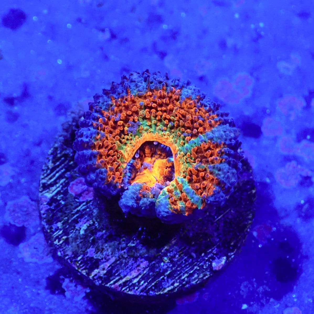 カクオオトゲキクメイシ　ウルトラ　オレンジ サンゴ,LPS,カクオオトゲキクメイシ | CENTRAL CORAL