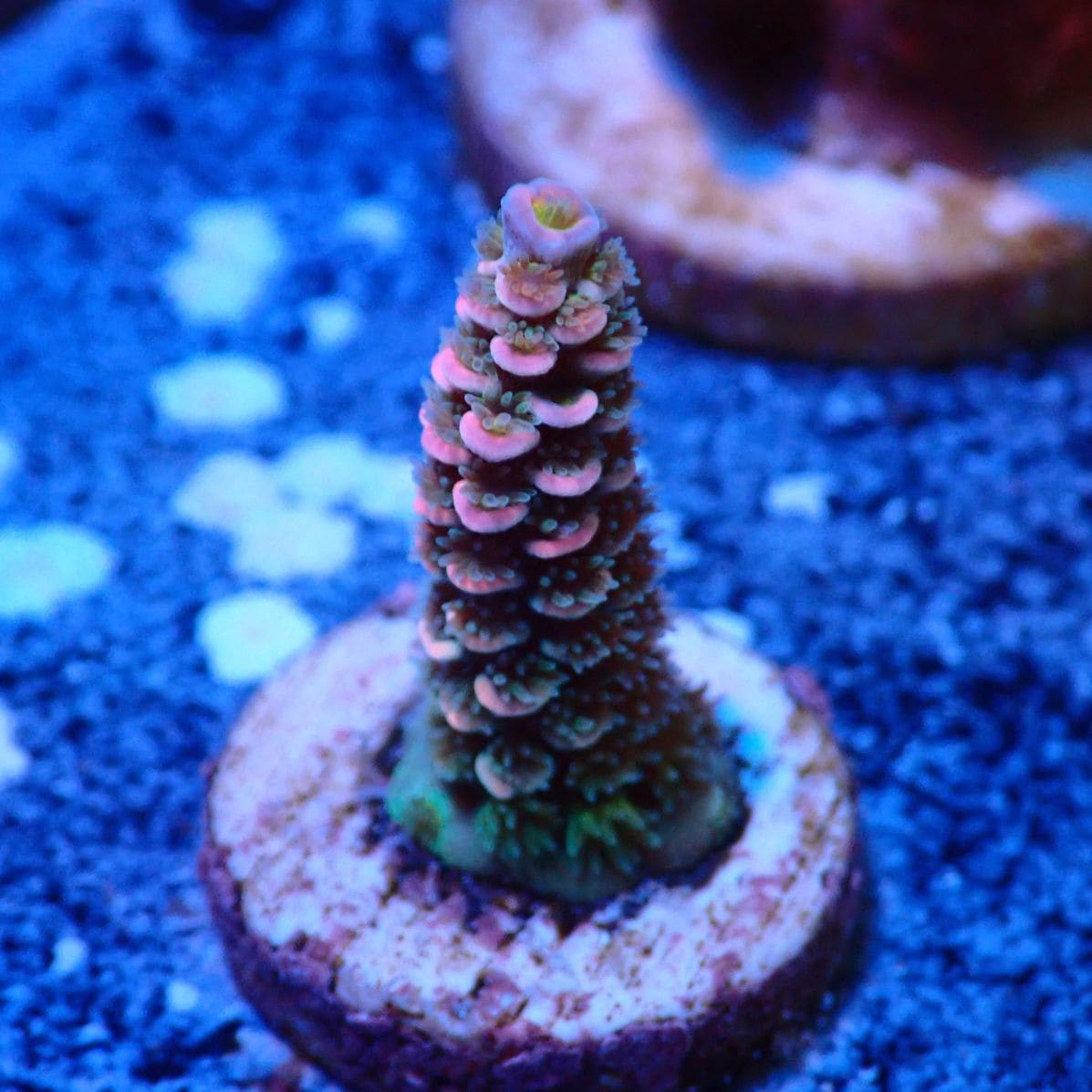 サンゴ,ミドリイシ | CENTRAL CORAL サンゴ,ミドリイシ | CENTRAL CORAL