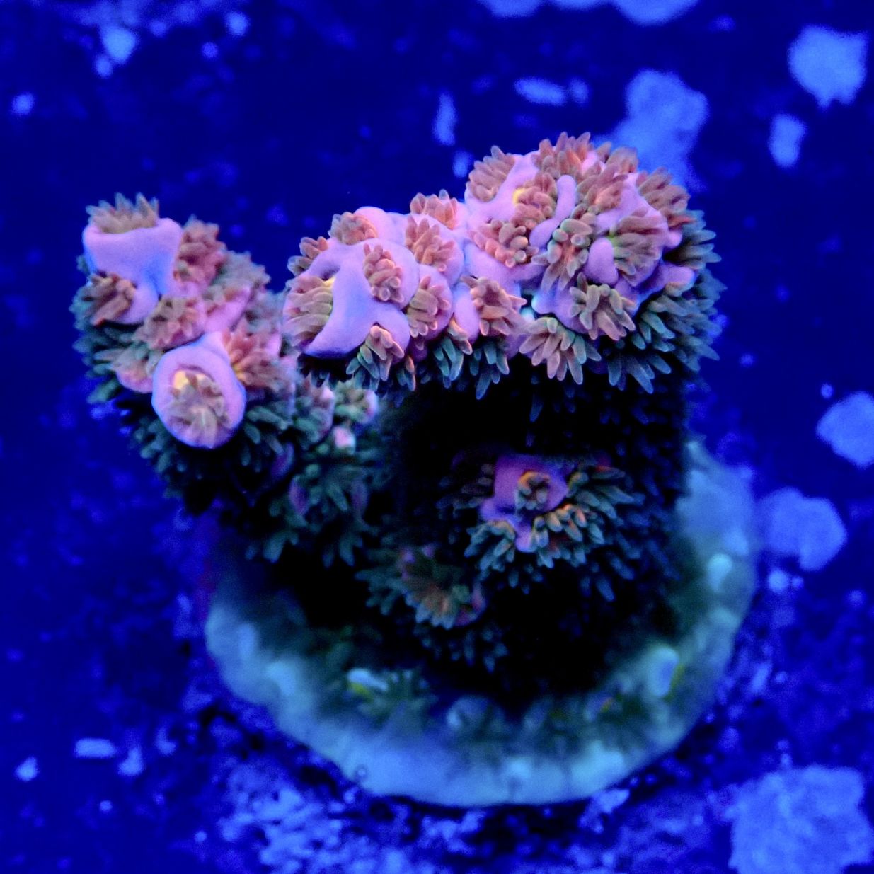 サンゴ,フラグサンゴ | CENTRAL CORAL