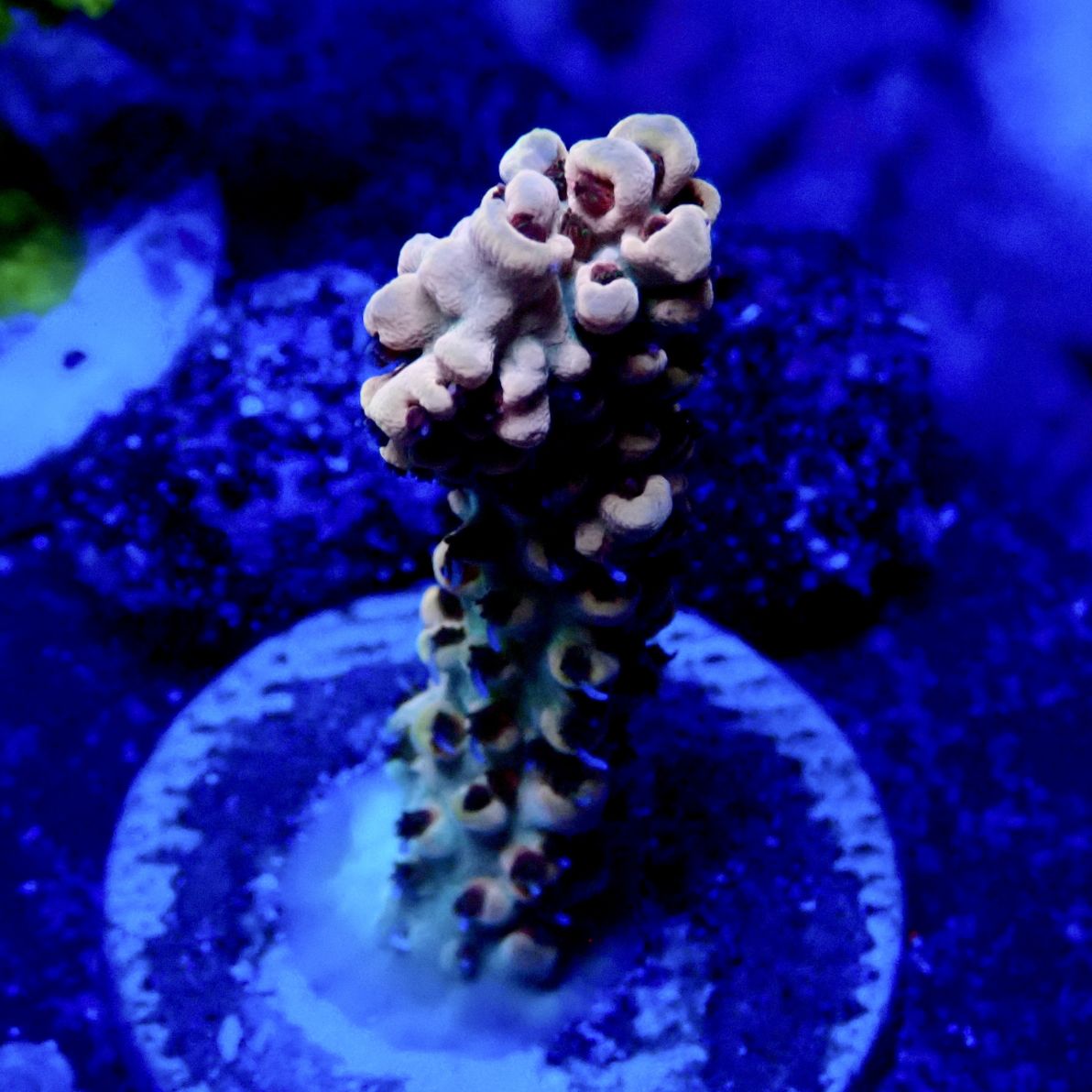 サンゴ,フラグサンゴ | CENTRAL CORAL