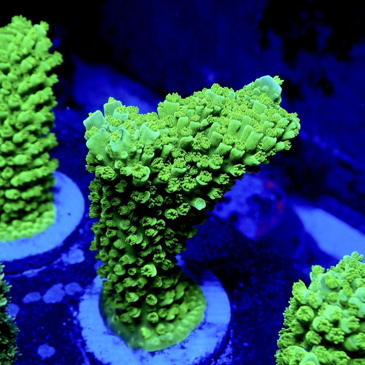 サンゴ,フラグサンゴ | CENTRAL CORAL
