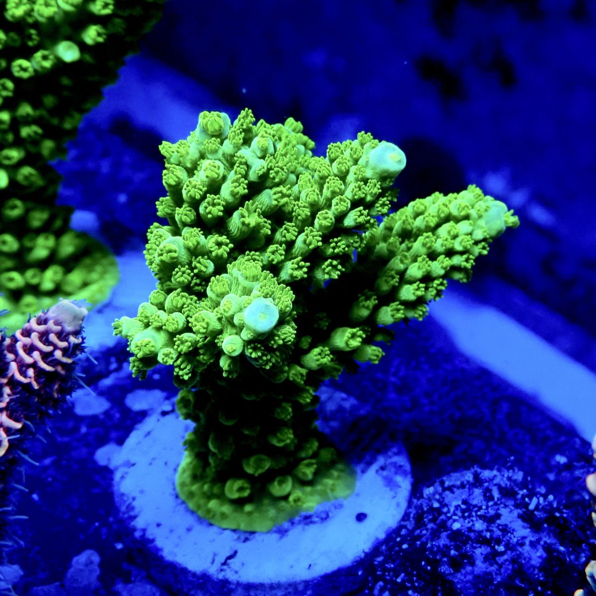 サンゴ,ミドリイシ | CENTRAL CORAL