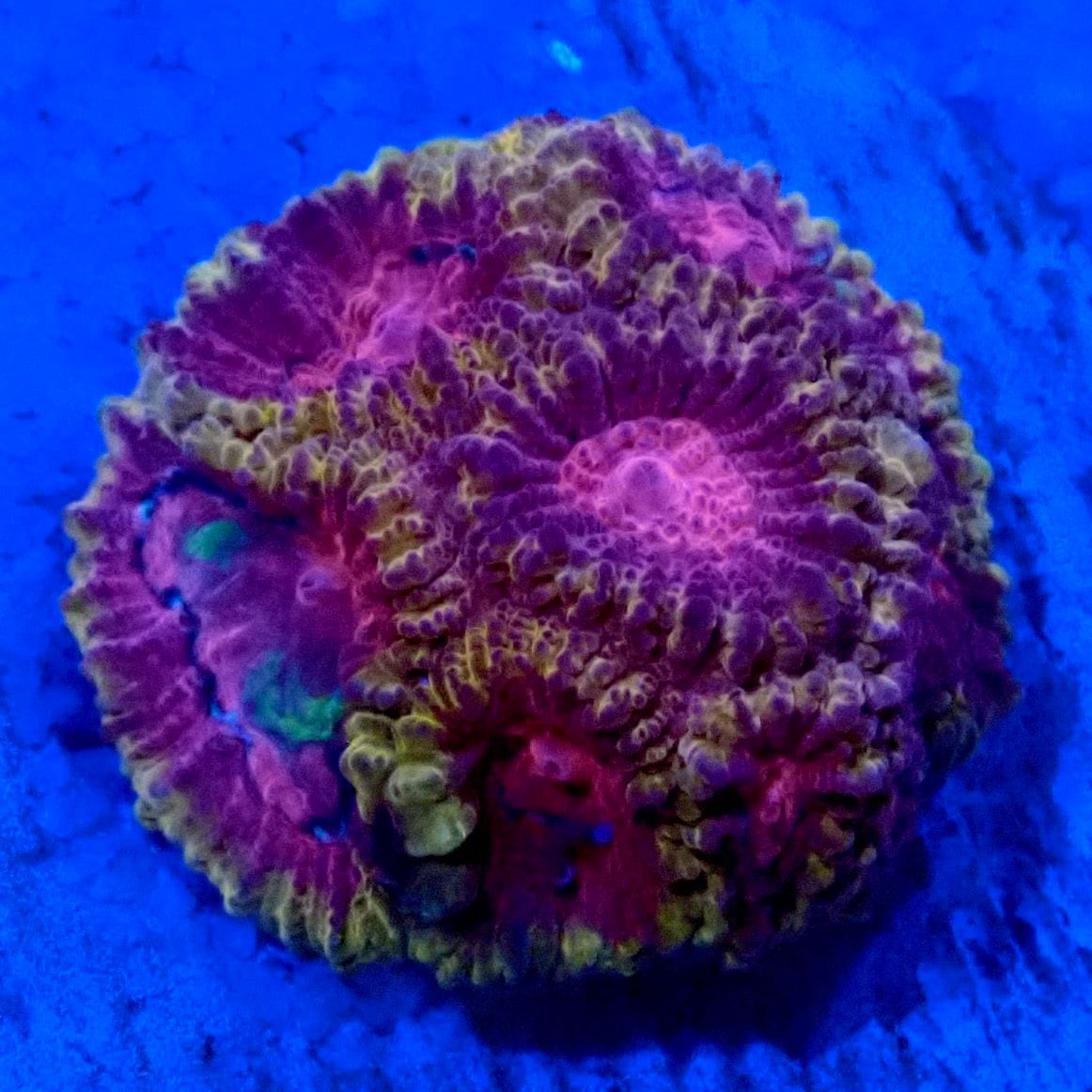 サンゴ,フラグサンゴ | CENTRAL CORAL