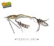 IMAKATSU / ���ޥ��ġ���Viral 70 SS / ������� 70 SS ��
