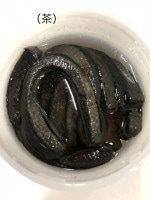 WILD��PORK/�磻��ɥݡ������磻��ɥ��ȥ졼�ȡ�DS