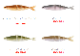 IMAKATSU/���ޥ��ġ�����Х���160��Fecoǧ���