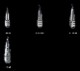 Fish Arrow / �ե��å��奢�������ե�ꥰ���󥫡� ���󥰥��ƥ󡡡�FECOǧ���
