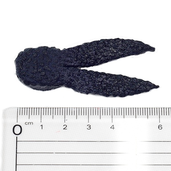 ���ȥۥ��󡡥ϡ��ɤ������� 3pcs��FECOǧ���