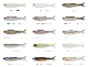 IMAKATSU/���ޥ��ġ� Fish Fly elastomer / �ե��å���ե饤 ���饹�ȥޡ� 2.4�������(FECOǧ��)
